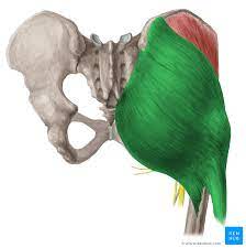 Musculus Gluteus Maximus Anatomie Verlauf Und Funktion Kenhub