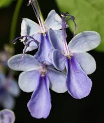 Image result for Rotheca aurantiaca