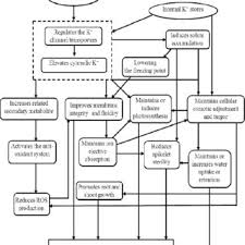 Md, phd, docent kolesnikova e.a. Pdf The Critical Role Of Potassium In Plant Stress Response