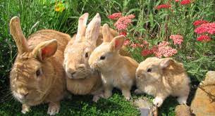 Visul unei rude, a unui străin, a unui coleg de servici. Ce Inseamna Iepurele In Vis