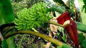 Image result for Musa acuminata
