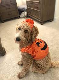 If you are looking for a breeder who can educate you further about the breed and help you find your new family member, you are in the right place. Goldendoodle And Labradoodle Puppies For Sale Glamour Doodles