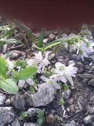 (hoa linh lan, hoa chuông). Spring Beauty Claytonia Virginiana Small White Flowers With Pink Stripes Narrow Leaves Also Called Wild Edible Wild Plants Small White Flowers Wild Edibles