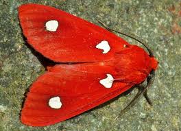 Black And White Spotted Moth Uk Tiger Moth Hyperthaema Sanguineata Arctiinae Tiger Moth Moth Moth Caterpillar