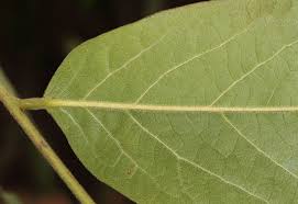 Image result for Glyphaea tomentosa