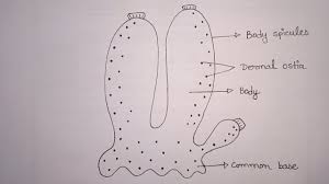 Carrinet veggio reusable fruit and veg bags pack of 5. Simplest Way Of Drawing Sycon Diagram How To Draw Sycon In Easy Way Sycon Diagram Youtube