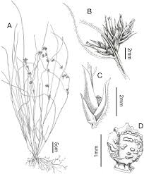 Image result for Scleria mikawana