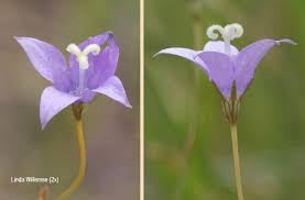 Image result for Wahlenbergia undulata