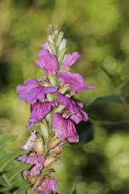 Image result for Acanthus polystachyus