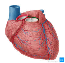 Observing a diagram of the heart, as the one here, will help comprehend the different parts of the arteries are smooth on the inside and tough on the outside. Left Coronary Artery Anatomy Branches Supply Kenhub