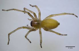 10 Of Africas Scariest Spider Species
