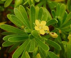 Image result for Surianaceae