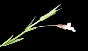 Image result for Mimulus gracilis