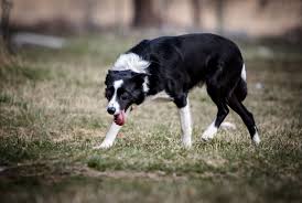 Plan a trip here with. Gold Creek Ranch Border Collies Bcw Texas