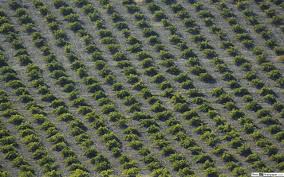Ilustrasi botol anggur dan gelas anggur, botol anggur merah, common grape vine, red wine, gelas, gelas anggur png. Deretan Bidang Anggur Muat Turun Kertas Dinding Hd