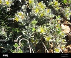 Image result for Macledium