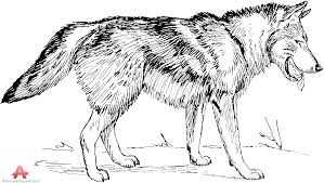 We have wolf coloring pages for adults kids and preschoolers. Anime Wolves With Wings Posted By Christopher Cunningham