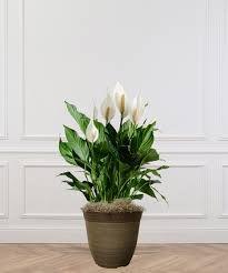 Image result for Spathiphyllum