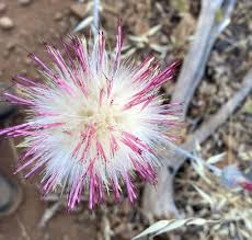 Image result for Hypoxis subspicata