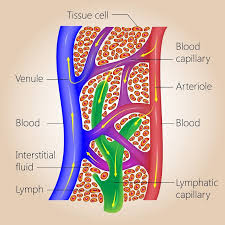 These vessels transport blood cells, nutrients, and oxygen to the tissues of the body. Circulatory System The Definitive Guide Biology Dictionary