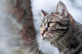 Wie Lange Bleibt Deine Katze Weg 7 Grunde Fur Ein Fernbleiben Tractive