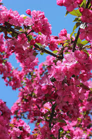 See more ideas about flowers, pink flowers, beautiful flowers. Bright Pink Flower Nature Natural Garden Color Backdrop Pink Color Tree Pxfuel