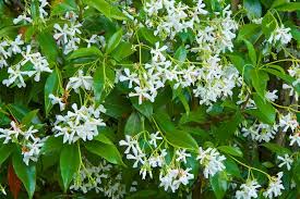 Image result for Jasminum meyeri-johannis