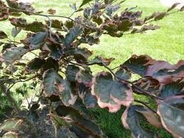 Beautiful foliage is this tree's star attraction. New Tri Color Beech Tree 270581 Ask Extension