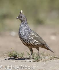 Birds Of The Southwest United States Scaled Quail Found In The Southwest United States And Mexico Quail Animals Birds