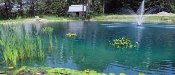 Why is my pond losing water? Large Pond Algae Control Hydrosphere Water Gardens