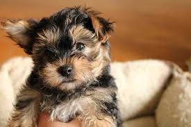 Maltese Terrier Ozellikleri Karakteri Ve Bakimi Vetrium Cayyolu Veteriner Klinigi