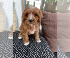 She has been raised with our children ,well cared for ,socialized and loved by all of us! View Ad Cavapoo Puppy For Sale Near Illinois Richmond Usa Adn 193781