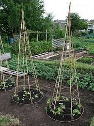 Lillbutton S Farm Bean Teepees Plants Veggie Garden Growing Beans