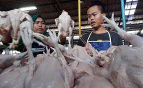 Pt kemuning satiatama is the subsidiary owned by pt lippo karawaci tbk, one of the largest property company in indonesia and listed on investor information. Pt Ppi Serap Ayam Potong Secara Reguler Di Jabar Tembus 27 350 Ekor Ekonomi Bisnis Com