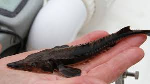 lake sturgeon u s fish wildlife service