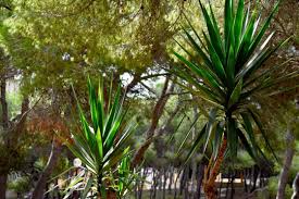 Image result for Dracaenaceae