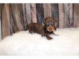 Check out this adorable dachshund puppy, larissa! Miniature Dachshund Dog Female Chocolate Tan 2698022 Petland Racine Wi