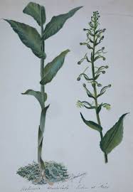 Image result for Cynorkis kassneriana