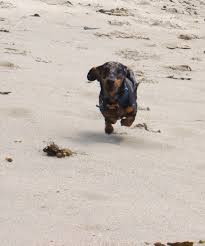 Find dachshund puppies for sale and dogs for adoption. Dapple Dachshund Puppies Georgia The Y Guide