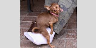 Faccia di culo фача ди куло. Perche Il Cane Monta Il Peluche Robinson Pet Shop