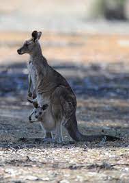What Is A List Of Mammals With Pouches