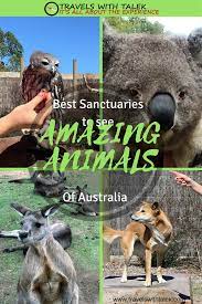 Incredible Australian Wildlife Sanctuaries You Must See Australia Animals Wildlife Sanctuary Australian Wildlife