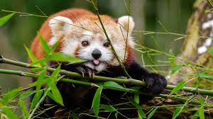 Cute Panda Wallpapers 40 Images Wallpaper Stream You can share this wallpaper in social networks, we will be very. cute panda wallpapers 40 images