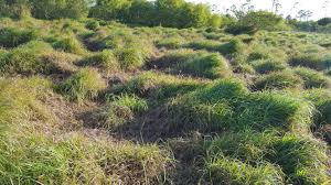 Image result for Hemarthria