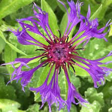 Red Berries Photograph by Danielle Lehoux