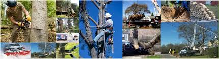 With our hundreds of satisfied customers, we have built a reputation of providing prompt and dependable tree services at very. Jim S Tree Service Inc Welcome