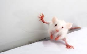 Check spelling or type a new query. How To Care For A Pet Rat Pet Rats Pets Rats