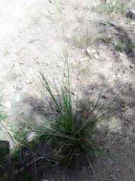 Image result for Eragrostis plana
