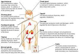 Major Organs Of The Endocrine System And The Hormones They Produce Google Search Anatomy Organs Endocrine Human Muscle Anatomy