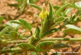 Image result for Stylosanthes fruticosa